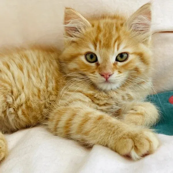 Adoption Hours