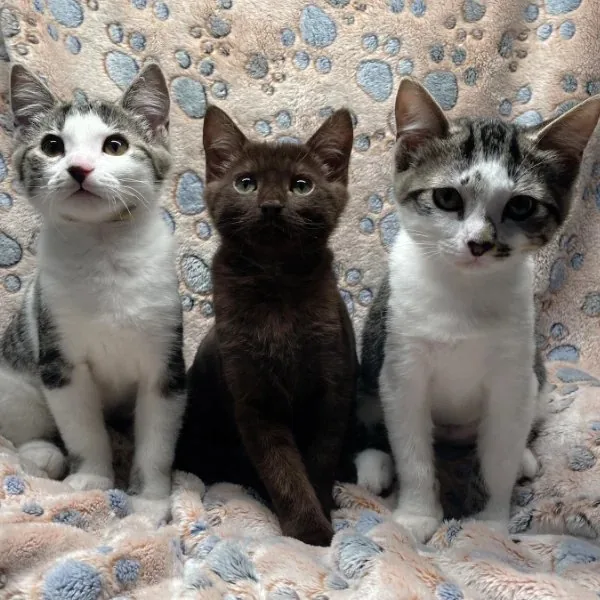 Adoption Hours