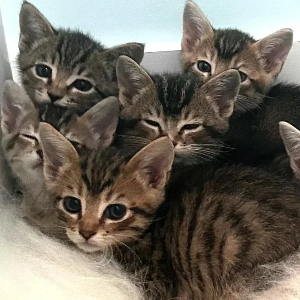 Adoption Hours