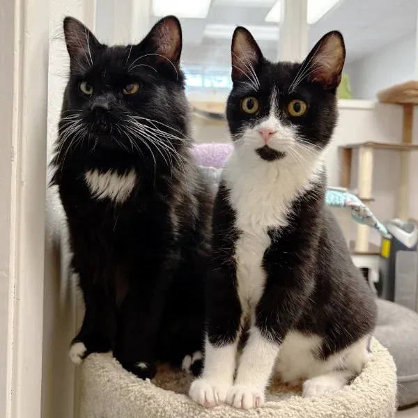 Adoption day at the Contra Costa Humane Society