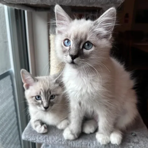 Adoption day at the Contra Costa Humane Society