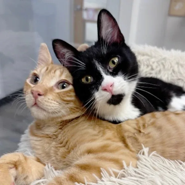 Adoption day at the Contra Costa Humane Society