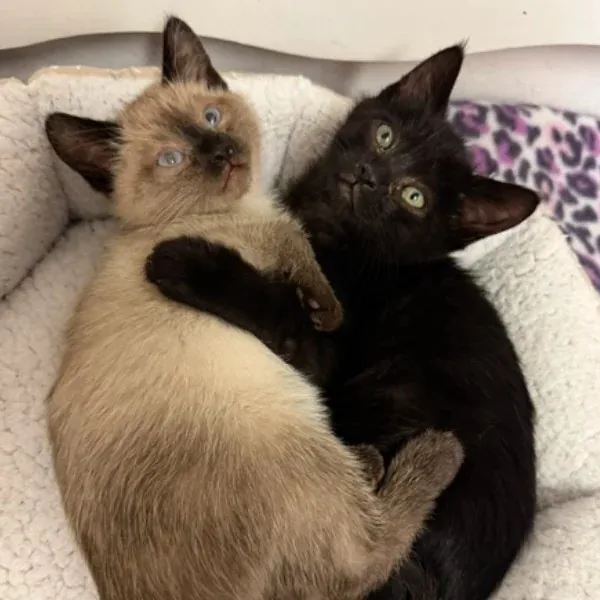 Adoption Hours (CCHS)