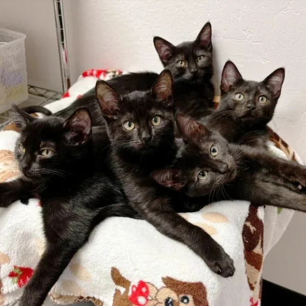 Adoption Hours (CCHS)