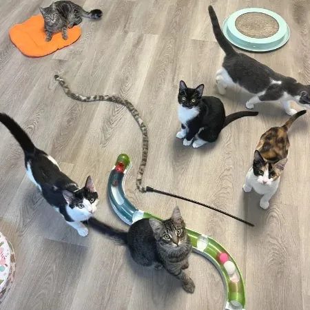 Adoption Hours (CCHS)