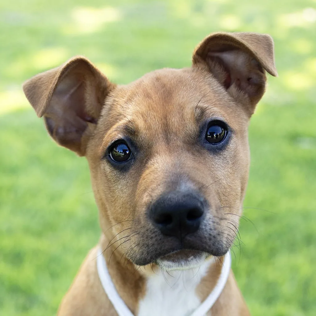 Walk-In Vaccine Clinic (East Bay SPCA Oakland)
